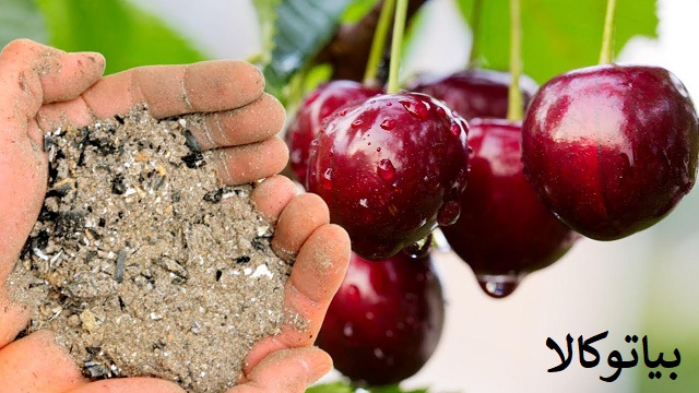 افزایش باردهی گیلاس
